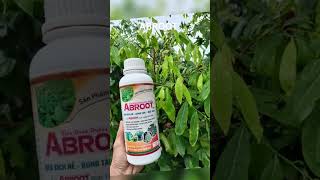 ABROOT Kích Rễ -#caycanh #bonsai Bung Tàn- Mập Thân