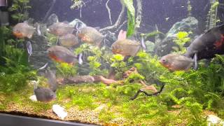 PIRANHAS EATING PREY FISH ALIVE! CAUTION! (Graphic Content) Please subscribe for more!