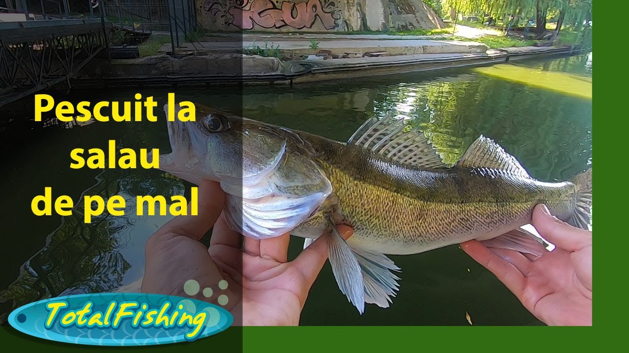 La pescuit la salau de pe mal