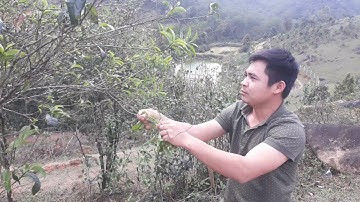 đặc sản trên đồi Thung - Hòa Bình