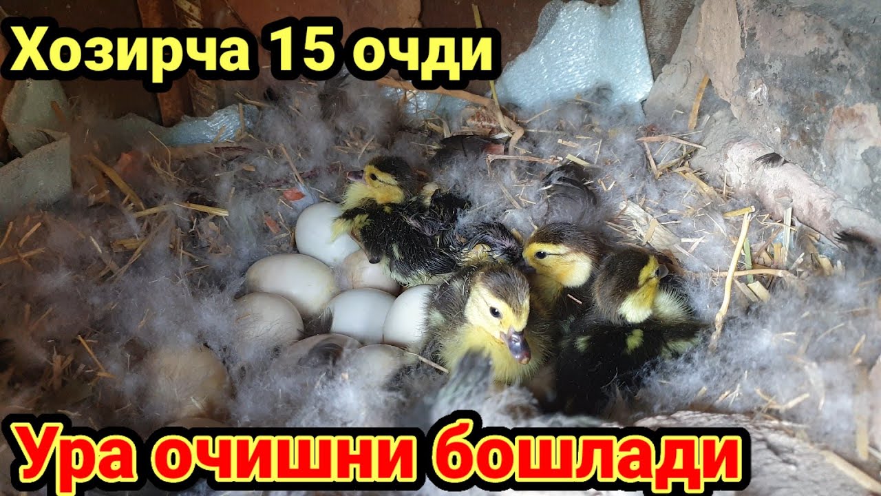 Бу мужиза тухумдан 1 кунда 15 жужа чикса