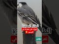 أعظم هجرة في العالم لطائر الذعرة زيطة قرقس ابو فصادة ام سيسي الطائر المعجزة نوافذ برية طيور برية 