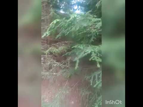Последний Волхв.Жертва на Урожай.