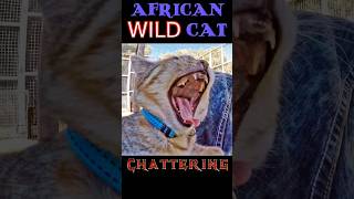 Cute African Wild Cat Kittens &#39;Chattering Twittering&#39; On Mans Stomach While Calling For Birds To Eat