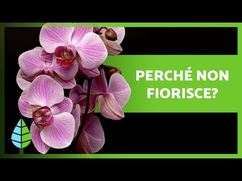 7 MOTIVI per cui l'ORCHIDEA non FIORISCE 🌸🌱 Falla sbocciare!