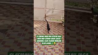 Si cemong lagi malas guys  😜  #cat