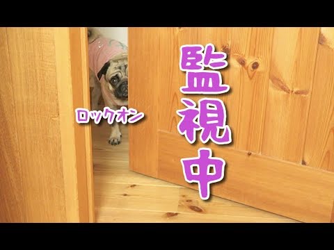 これぞストーカー犬 飼い主への監視パターンを公開 パグ犬ぷぅ Youtube