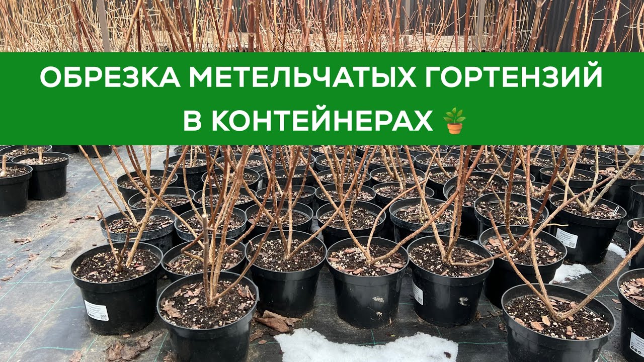 ВЕСЕННЯЯ ОБРЕЗКА МЕТЕЛЬЧАТЫХ ГОРТЕНЗИЙ В КОНТЕЙНЕРАХ