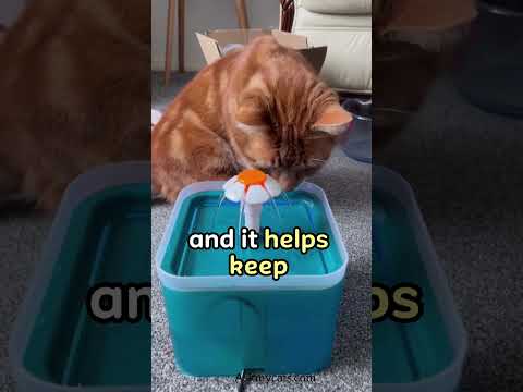 Video: Kattenadvies voor de eerste keer: tips en benodigdheden om je harige vriend gelukkig te maken in hun nieuwe huis