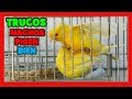 TRUCO PARA QUE LOS MACHOS PISEN BIEN 🐤 TRUCOS PARA CRIAR CANARIOS Y MIXTOS DE JILGUERO