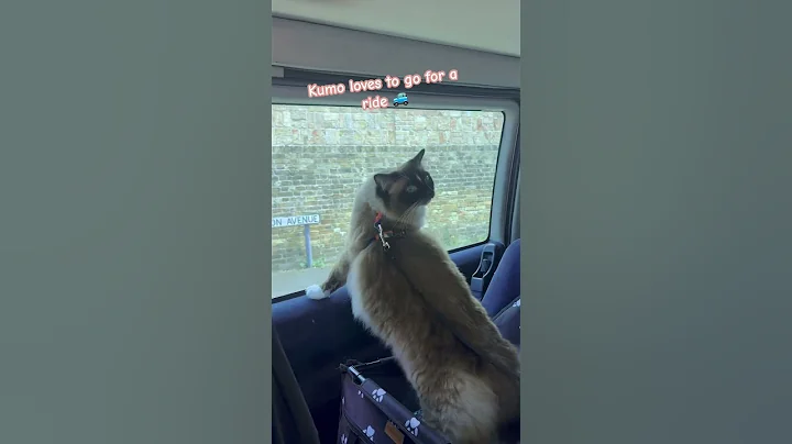 Watch the video about Traveling Ragdoll ❤️ #catsofyoutube #cat #cute #ragdoll #ragdollcat #funnycats #catharness #cutecat