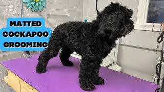 How to DEMATT and GROOM your COCKAPOO at HOME!!