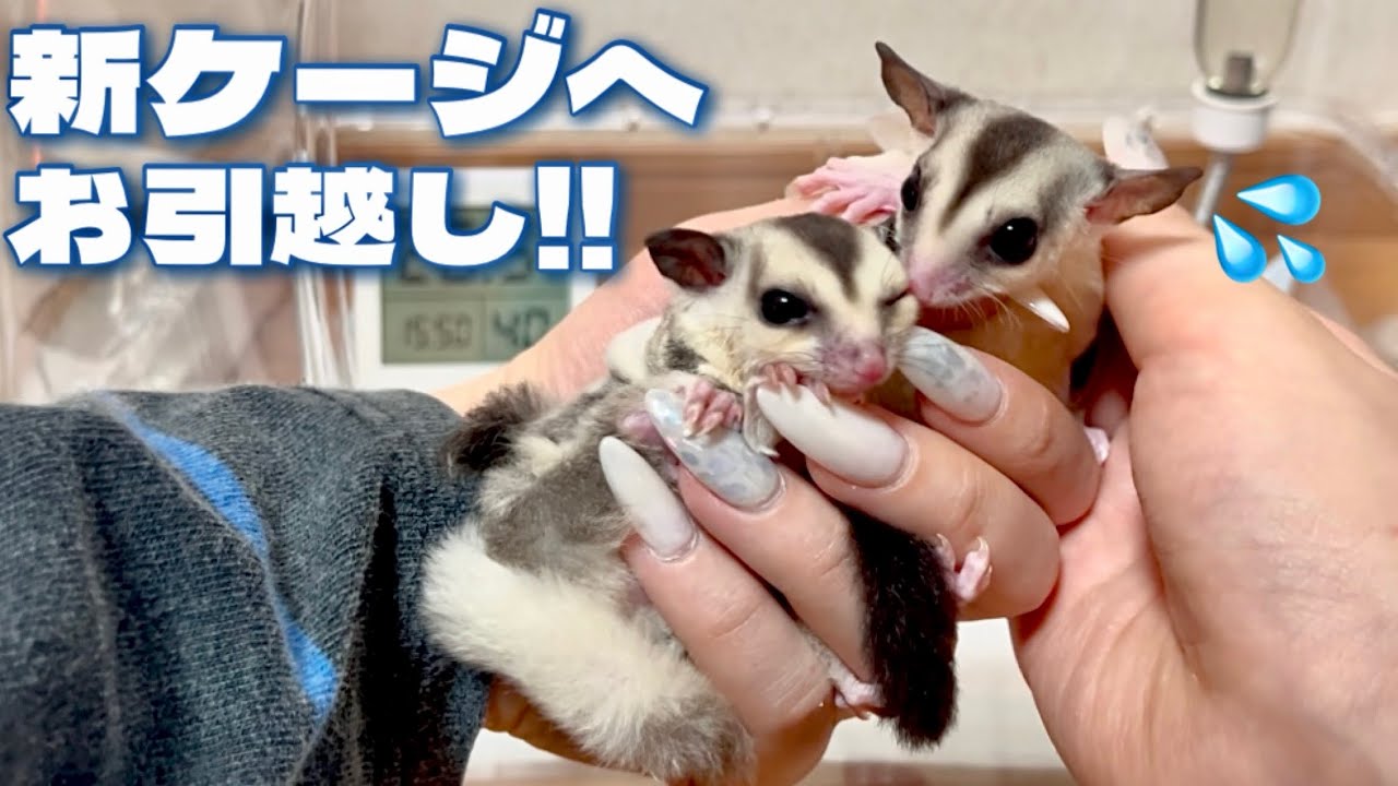 フクロモモンガの赤ちゃんが大きくなったのでケージをお引越ししました！【成長記録】