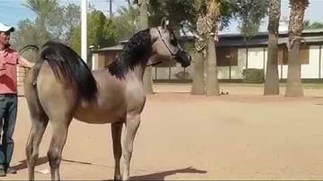 De taal van wilde paarden: het decoderen van hun communicatie