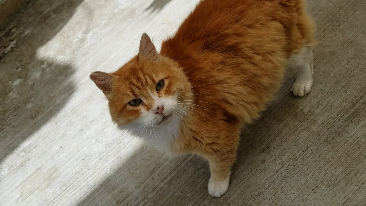 cat condo 2 mod apk Enjoying taco dinner outside one evening with our sweet ginger cats (M3FC 1068)