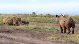 When A Black Rhino Meets A White Rhino