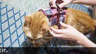 ハンドルベストの着せ方【ペピイチャンネル】