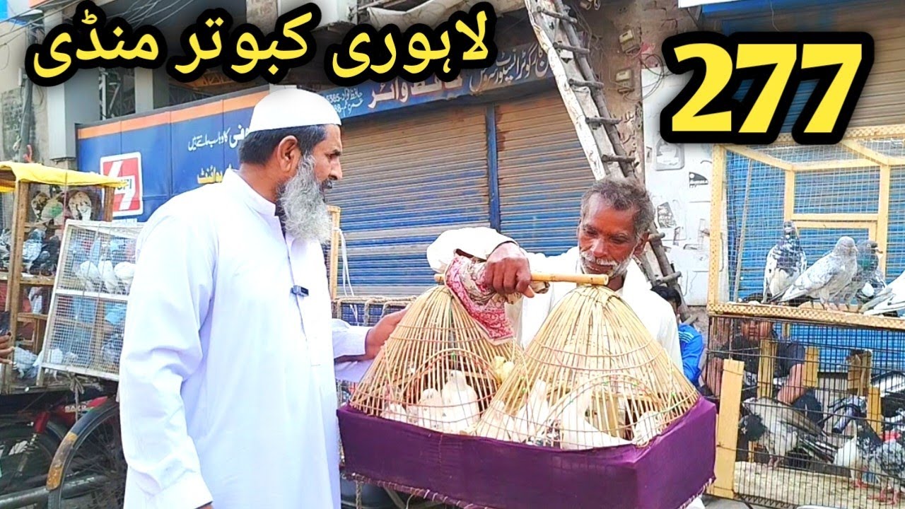 277) Lahore lari ada kabootar mandi || lahore bairds market || کبوتر منڈی