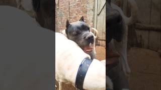 Cane Corso Vs Dogo Argentino