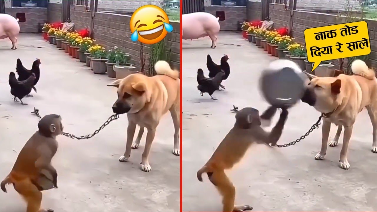 कुत्ते को बंदर से पंगा महंगा पड़ गया साले का मुंह तोड़ डाला ll 🤣😂 Animal funniest moment 