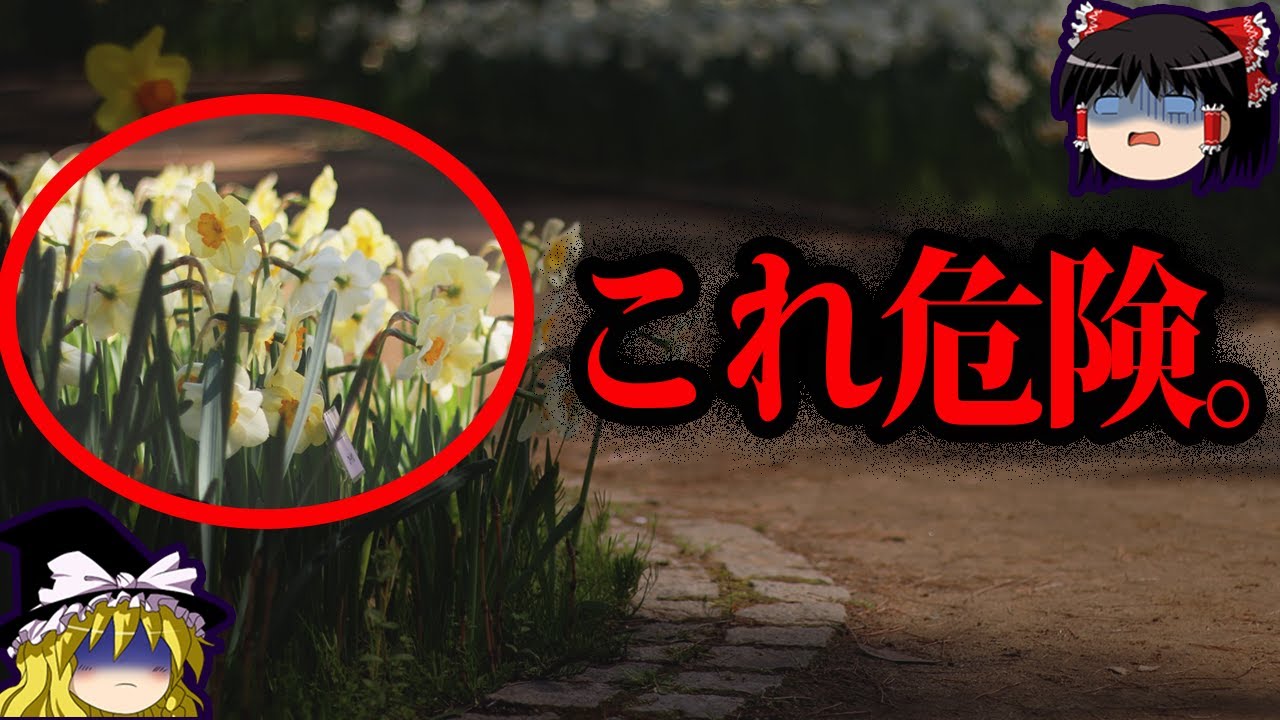 【ゆっくり解説】絶対近づくな！身近にある危険植物10選