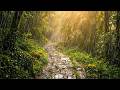 3 Hours of Cozy Forest Rain 🌧️ Relaxing Rain Sounds for Focus, Study &amp; Reading