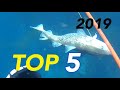 1位がヤバすぎる！2019年の魚突きTOP5