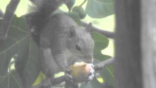 Fig-eating squirrel