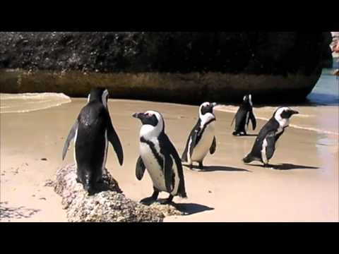 Jack Ass Penguins 105