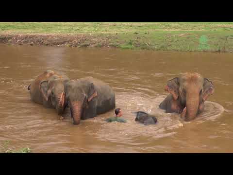 Video: What Elephants Love