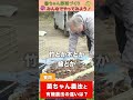 菌ちゃん農法と有機農法の違いは?【おうちで元気な無農薬野菜を育てよう】 #shorts