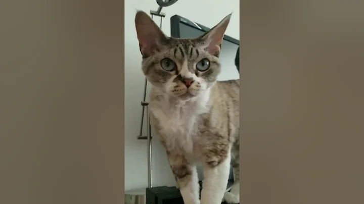 Watch the video about MEET 2 DEVON REX PURE BREED CATS DR. B AND MISS P