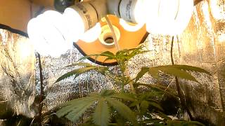 First indoor and dwc grow week6