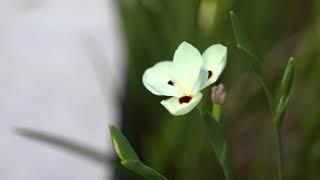 32 WARRAMBOOL ROAD, OCEAN SHORES - CAPE BYRON PROPERTY