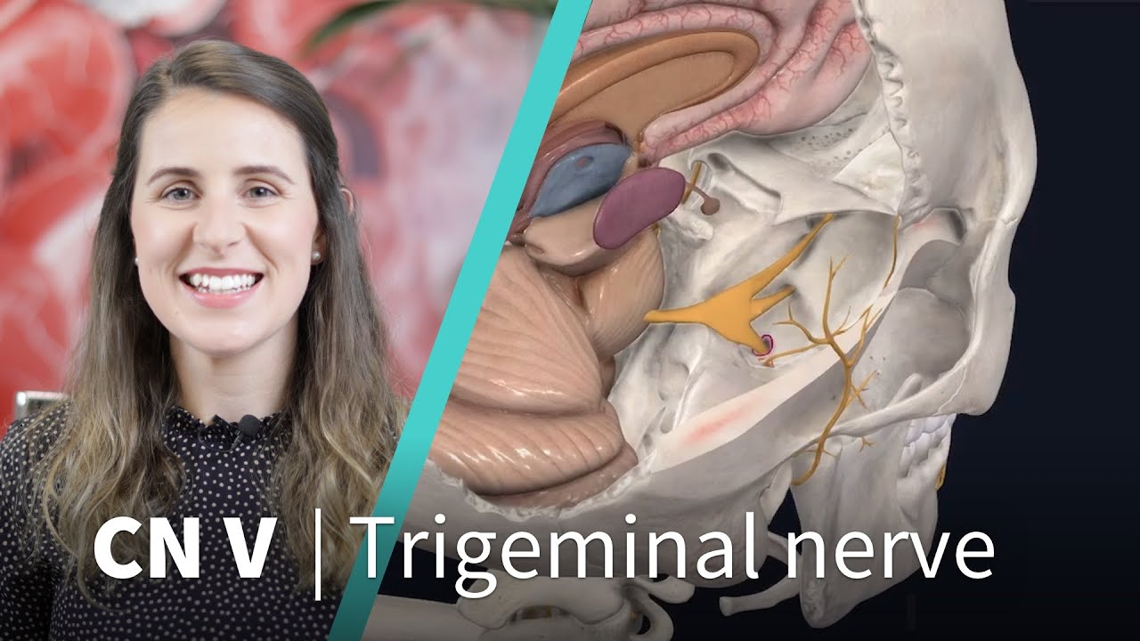 V3 – Mandibular Nerve, Head and Neck Anatomy: Part III – Cranial Nerves