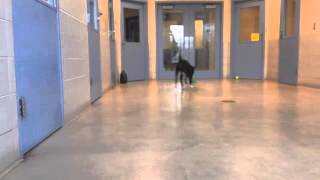 Eddie, A Pit Bulllabrador Mix Available For Adoption At The Wisconsin Humane Society