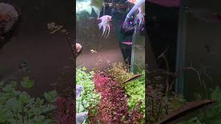 Silver Angelfish #fishkeepinghobby #fish #fishtank #badbunny