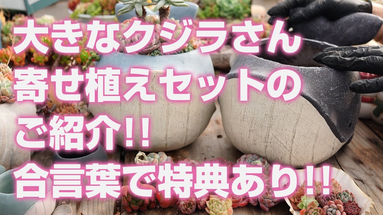 Succulent] Introducing a large whale planting set! Get a special