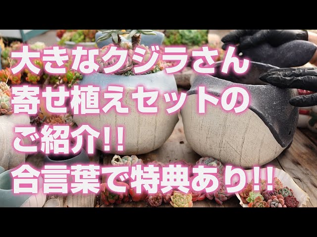 Succulent] Introducing a large whale planting set! Get a special