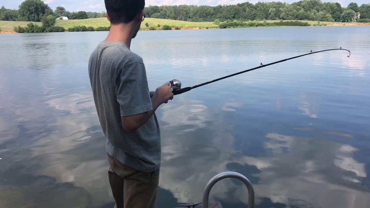 Lake Anna VA Summer Striper Fishing..( Câu Cá).. Vlog 22 Cuộc Sống