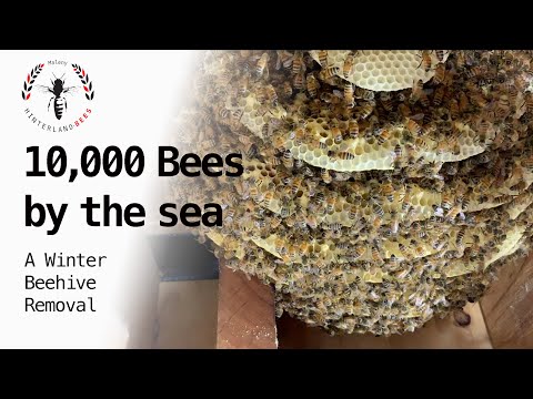 ​BEES INVADE BEACH HOUSE - unusual autumn swarm leads to winter beehive removal