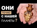 Куколки тропических бабочек. Посылка с экзотическими питомцами.