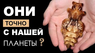 Куколки тропических бабочек. Посылка с экзотическими питомцами.