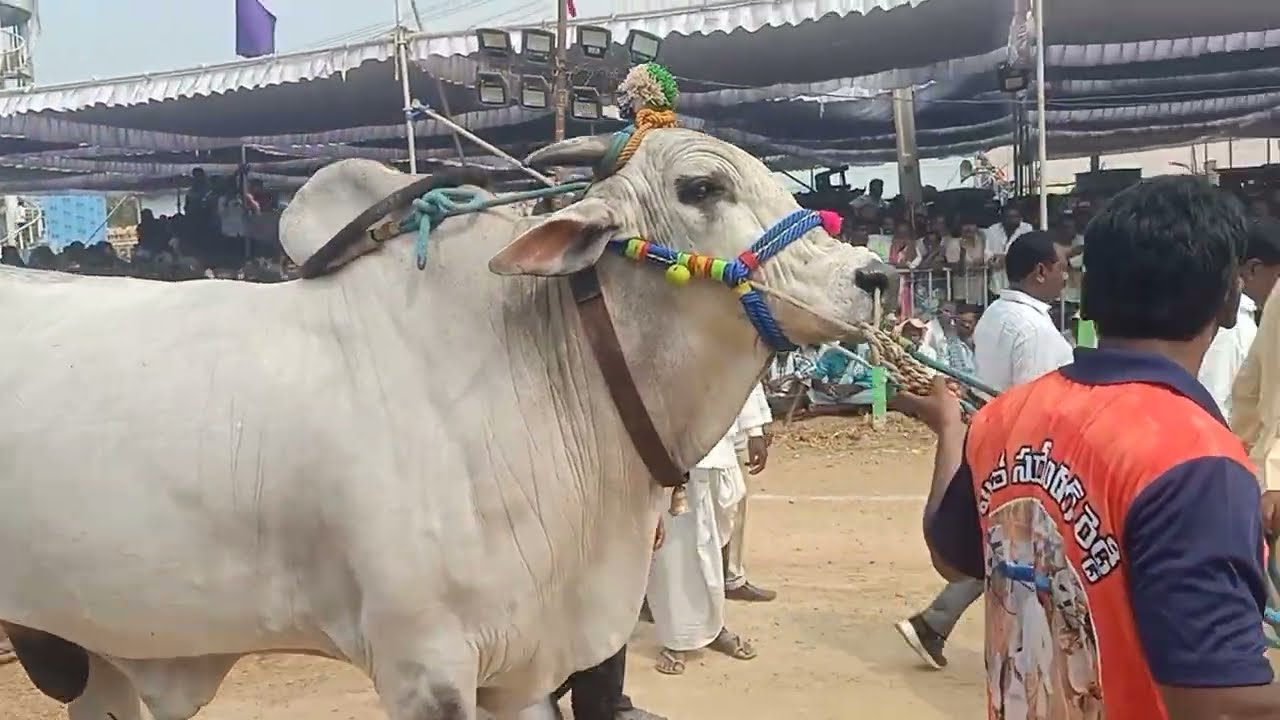 SSR BULL'S MELACHERUVU winner ON court 