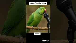 Seorang Burung Yang Bisa Membaca Ayat Al Quranshortsviralfypburungalquran