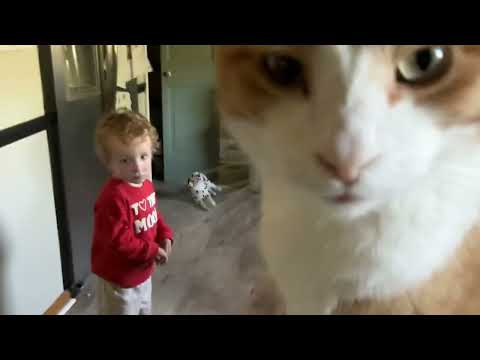 Hi kitty