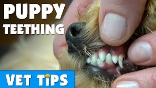 How To Manage Puppy Teething | Bondi Vet Net Worth