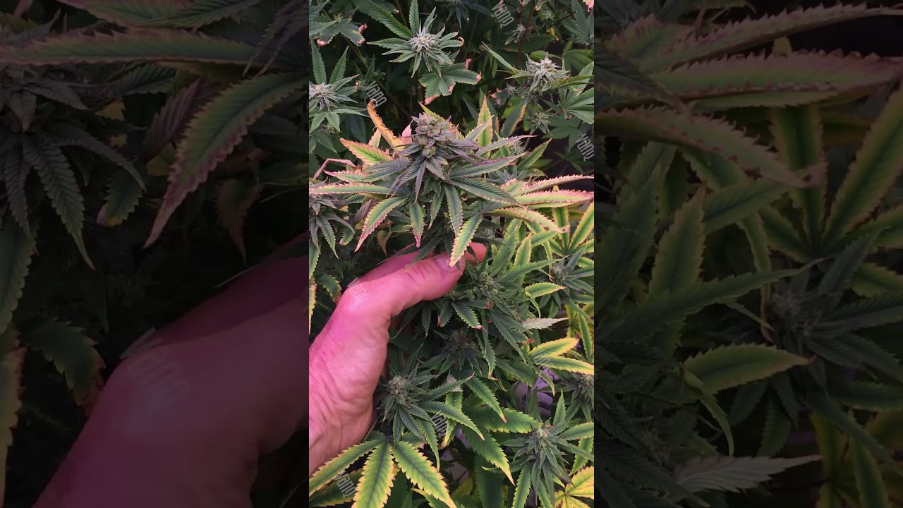 Flowering stage 7 with GLMX720 LED Grow Light - VANQ LED