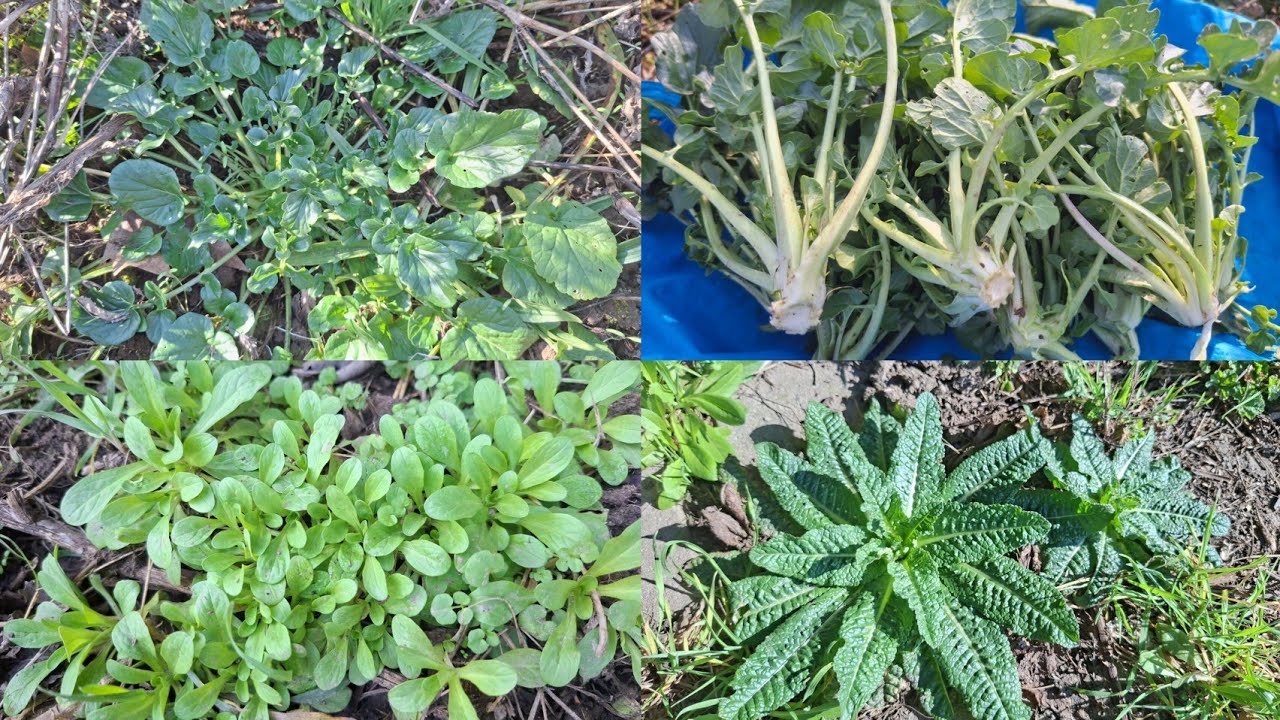 เก็บผักวินเตอร์เครสชีล้อมฝรั่งผักหนามเฟสสลัดผักป่าสวยๆ