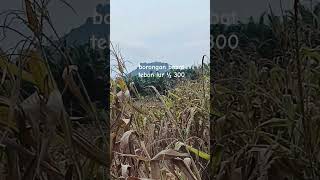 kadang wong sugeh macak kere ,,, tapi wong kere macak sok sok an sugeh akeh ,,, opo ra sadar